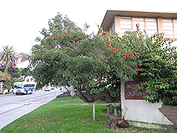 Cockspur Coral Tree (Erythrina crista-galli) at Lakeshore Garden Centres