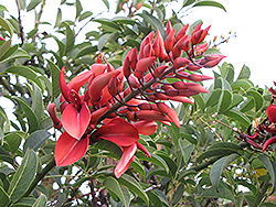 Cockspur Coral Tree (Erythrina crista-galli) at Lakeshore Garden Centres