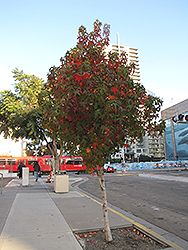 Palo Alto Sweet Gum (Liquidambar styraciflua 'Palo Alto') at Lakeshore Garden Centres