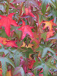 Palo Alto Sweet Gum (Liquidambar styraciflua 'Palo Alto') at Lakeshore Garden Centres