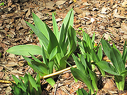Sea Squill (Drimia maritima) at Lakeshore Garden Centres