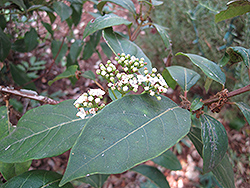 Laurustinus (Viburnum tinus) at Lakeshore Garden Centres