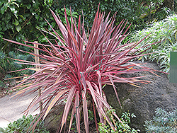 Electric Pink Cordyline (Cordyline banksii 'Sprilecpink') at Golden Acre Home & Garden