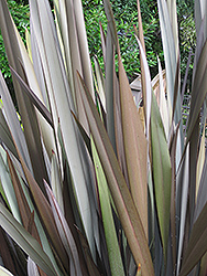 Gray Goose New Zealand Flax (Phormium 'Gray Goose') at Lakeshore Garden Centres