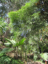 Willowy Hedge Bamboo (Bambusa multiplex 'Willowy') at Lakeshore Garden Centres