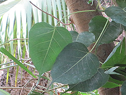 Bo Tree (Ficus religiosa) at Lakeshore Garden Centres