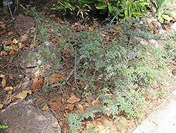 Ulei (Osteomeles anthyllidifolia) at Lakeshore Garden Centres