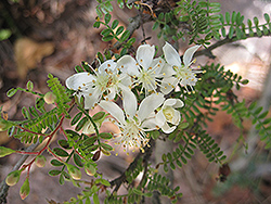 Ulei (Osteomeles anthyllidifolia) at Lakeshore Garden Centres