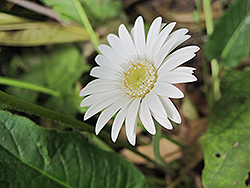 White Drakensberg Daisy Hardy Garden Gerbera (Gerbera 'Drakensberg White') at Lakeshore Garden Centres