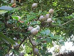 White Gardenia (Gardenia thunbergia) at Lakeshore Garden Centres