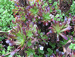 Tip Top Aeonium (Aeonium arboreum 'Tip Top') at Lakeshore Garden Centres