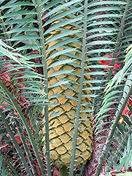 Poor Man's Cycad (Encephalartos villosus) at Lakeshore Garden Centres
