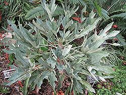 Mountain Cabbage Tree (Cussonia paniculata) at Lakeshore Garden Centres