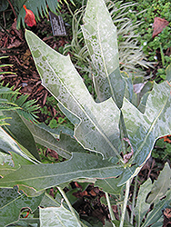 Mountain Cabbage Tree (Cussonia paniculata) at Lakeshore Garden Centres