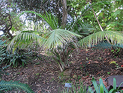 Majesty Palm (Ravenea rivularis) at Lakeshore Garden Centres