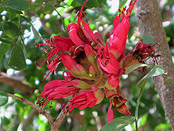 Karoo Boer Bean (Schotia afra) at Lakeshore Garden Centres