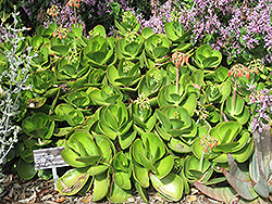 Pig's Ear (Cotyledon orbiculata 'Macrantha') at Lakeshore Garden Centres