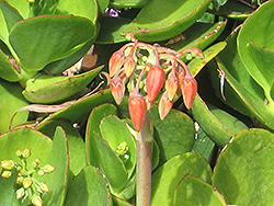 Pig's Ear (Cotyledon orbiculata 'Macrantha') at Lakeshore Garden Centres