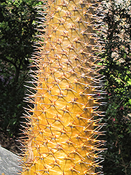 Madagascar Palm (Pachypodium lamerei) at Golden Acre Home & Garden