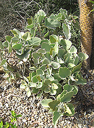 Velvet Elephant Ear (Kalanchoe beharensis) at Lakeshore Garden Centres