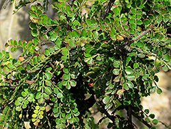 Elephant Tree (Operculicarya decaryi) at Lakeshore Garden Centres