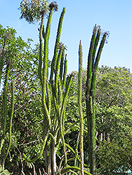 Madagascan Ocotillo (Alluaudia procera) at Lakeshore Garden Centres