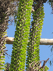 Madagascan Ocotillo (Alluaudia procera) at Lakeshore Garden Centres