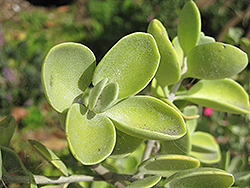 Silver Teaspoons (Kalanchoe bracteata) at Lakeshore Garden Centres