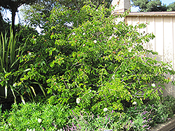 White Powderpuff (Calliandra haematocephala 'Alba') at Lakeshore Garden Centres