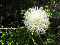 White Powderpuff (Calliandra haematocephala 'Alba') at Lakeshore Garden Centres