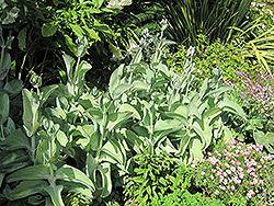 Yellow Kalanchoe (Kalanchoe grandiflora) at Lakeshore Garden Centres