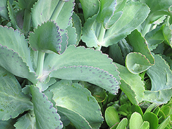 Yellow Kalanchoe (Kalanchoe grandiflora) at Lakeshore Garden Centres