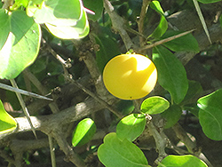 Kei Apple (Dovyalis caffra) at Lakeshore Garden Centres