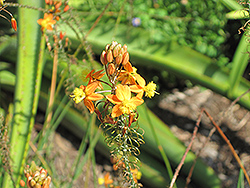 Orange Stalked Bulbine (Bulbine frutescens 'Orange') at Lakeshore Garden Centres