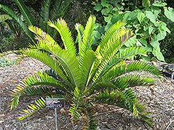 Waterberg Cycad (Encephalartos eugene-maraisii) at Lakeshore Garden Centres