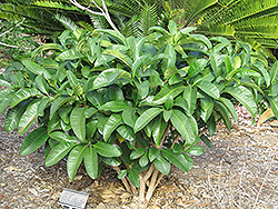 Toad Tree (Tabernaemontana elegans) at Lakeshore Garden Centres