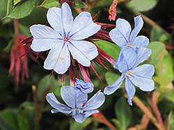 Ethiopian Plumbago (Ceratostigma abyssinicum) at Lakeshore Garden Centres