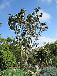 Red Hot Poker Tree (Erythrina abyssinica) at Lakeshore Garden Centres