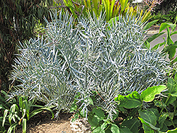 Eastern Cape Blue Cycad (Encephalartos horridus) at Lakeshore Garden Centres
