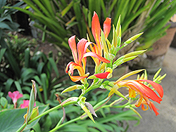 Falling Stars (Crocosmia aurea) at Lakeshore Garden Centres