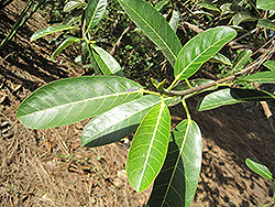 Deciduous Fig (Ficus superba var. henneana) at Lakeshore Garden Centres