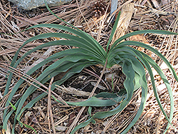 Blue Squill (Scilla natalensis) at Lakeshore Garden Centres