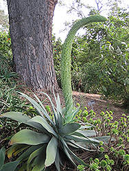 Fox Tail Agave (Agave attenuata) at Lakeshore Garden Centres