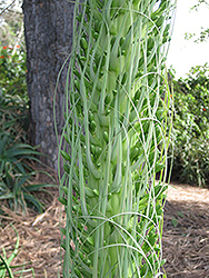 Fox Tail Agave (Agave attenuata) at Lakeshore Garden Centres