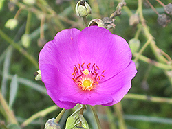 Rock Purslane (Calandrinia grandiflora) at Lakeshore Garden Centres