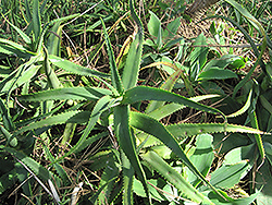 Yellow Torch Aloe (Aloe arborescens 'Lutea') at Lakeshore Garden Centres