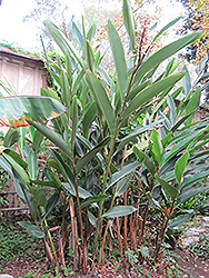 Shell Ginger (Alpinia zerumbet) at Lakeshore Garden Centres
