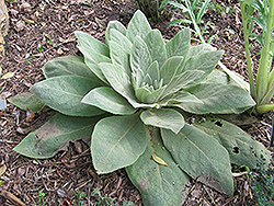 Arctic Summer Turkish Mullein (Verbascum bombyciferum 'Arctic Summer') at Lakeshore Garden Centres
