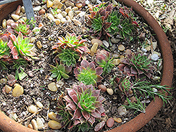 Hens And Chicks (Sempervivum tectorum) at Lakeshore Garden Centres