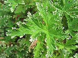 Fragrant Frosty Scented Geranium (Pelargonium 'Fragrant Frosty') at Lakeshore Garden Centres